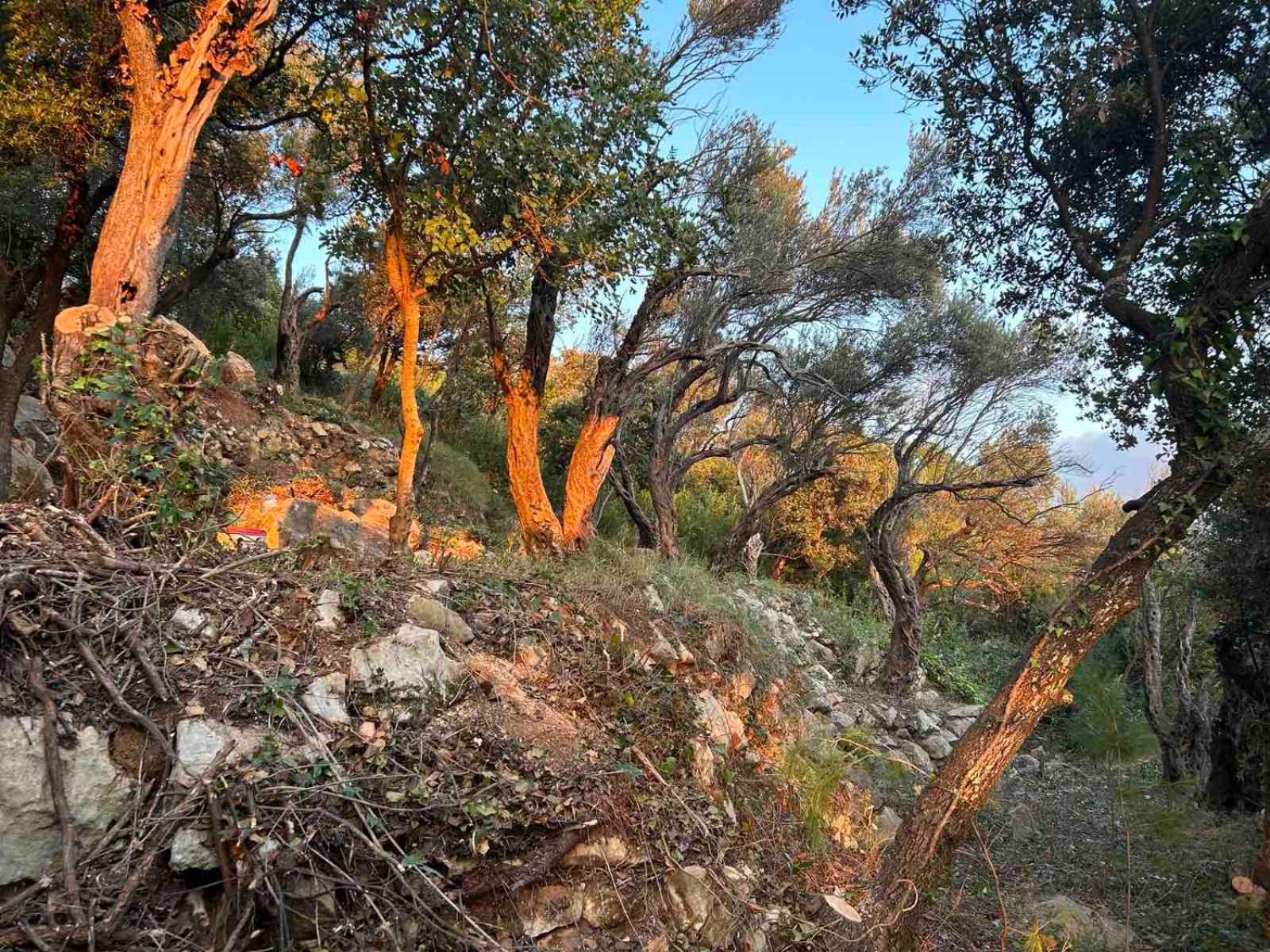 Mongoose * Herceg Novi
